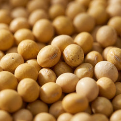 Yellow Soya Bean